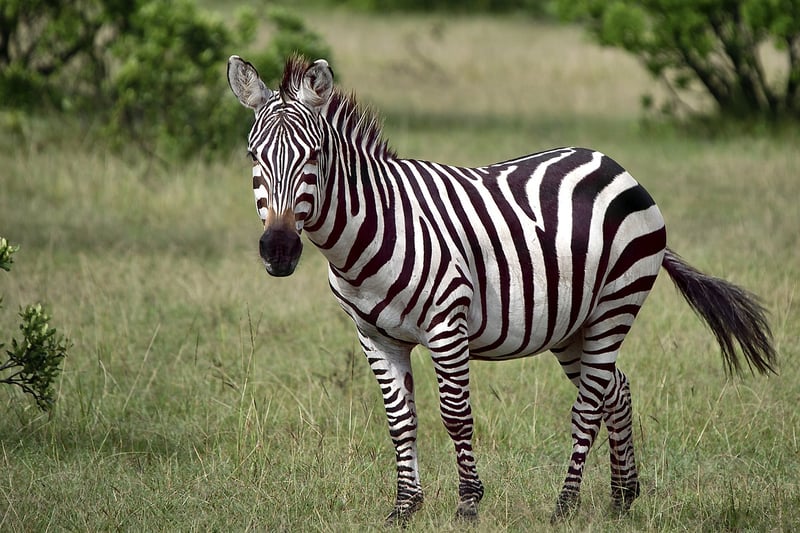 Savannah Wildlife